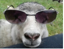 Blog leven met autisme schaap